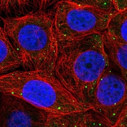PSMD6 Antibody, Novus Biologicals:Antibodies:Primary Antibodies